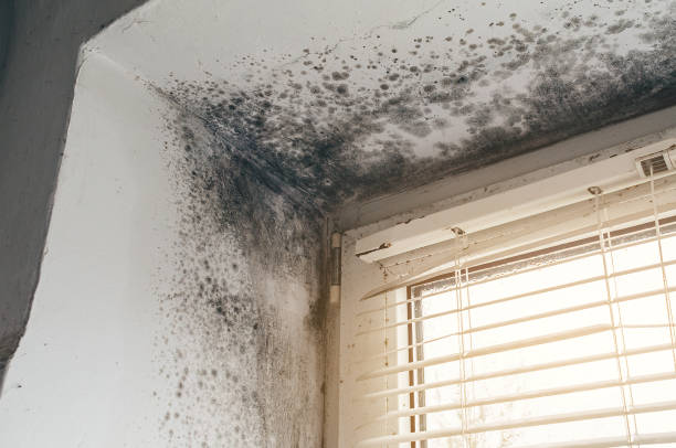 Affordable Mold Remediation solutions in Bound Brook, NJ