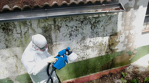Top rated local Mold Remediation specialists in Bound Brook, NJ
